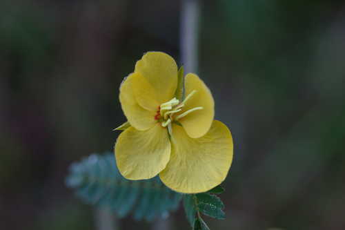 Chamaecrista fasciculata #1